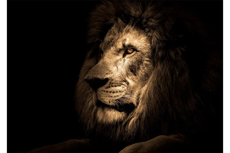 Bilde Lion, 88x012 cm