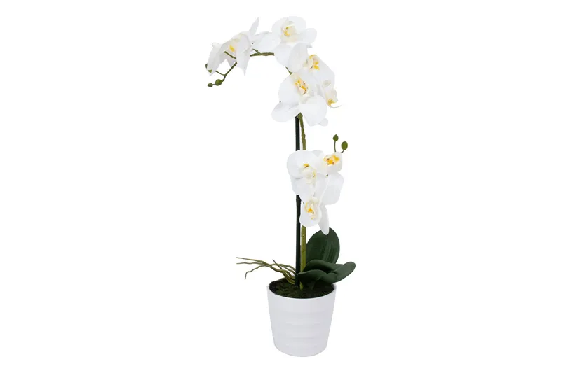 Hvit Orkidea 51 cm på Hvit Krukke