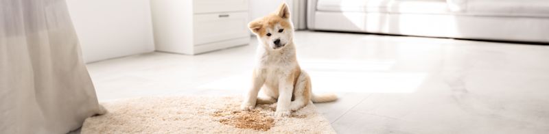 Fjerne hundetiss fra teppe